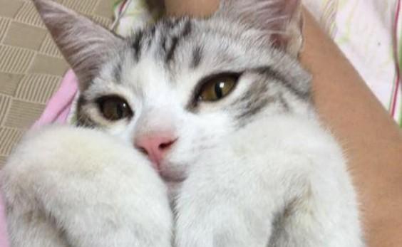 猫一般生几只小猫-图1