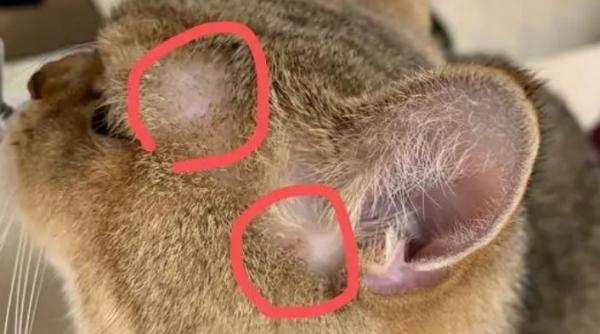 猫藓没有绿色荧光是不是好了-图1