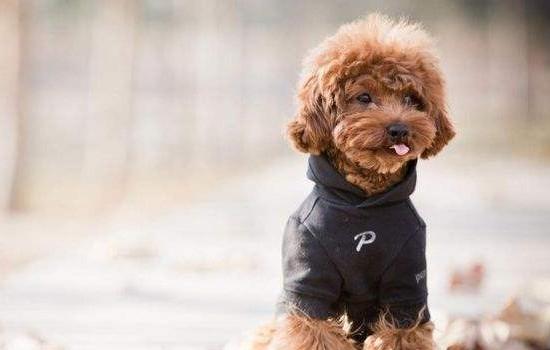 泰迪犬一般能活多少年-图1