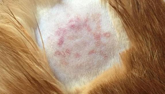 猫藓药膏多少钱一只-图1