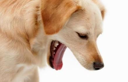 狗狗吃了药为什么老是吐呢