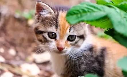 猫像狗一样张嘴哈气是什么原因-图1