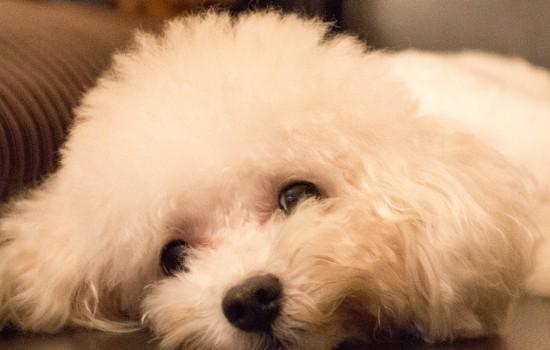 45天泰迪幼犬怎样喂养-图1