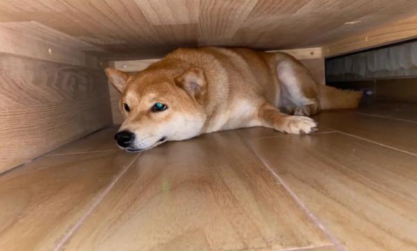 狗狗为什么总爱睡在床角落-图1