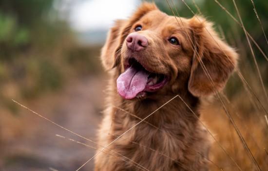 可卡犬智商相当于几岁-图1