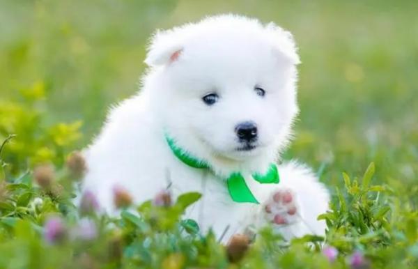 幼犬狗狗可以吃什么水果