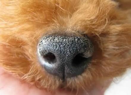 狗狗鼻子干燥是什么原因导致的