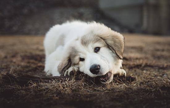 狗粮泡到什么程度幼犬可以吃-图1