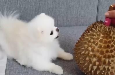 狗狗可以吃榴莲不？-图1