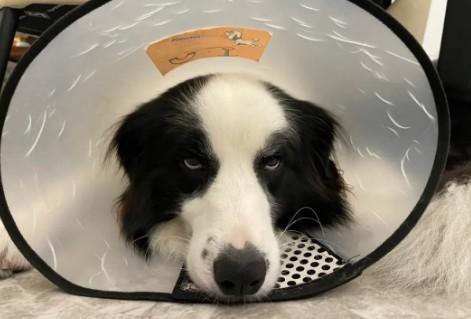 狗狗为什么带头套