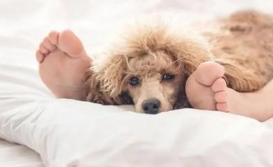 狗狗为什么不肯睡主人床上