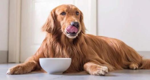 狗狗为什么饭量小呢