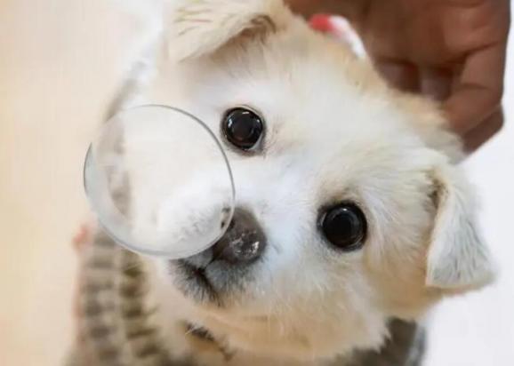 狗狗为什么流鼻涕水