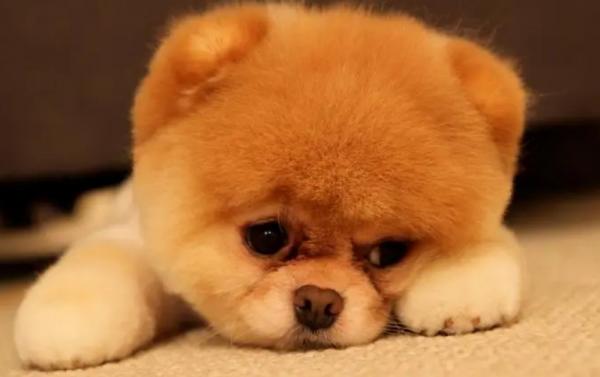 狗狗为什么会得犬瘟-图1