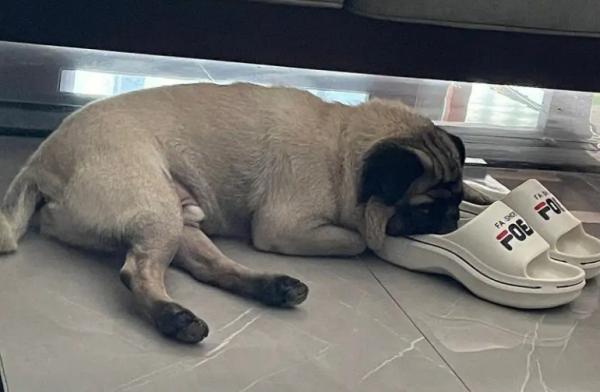 为什么狗狗喜欢放鞋子-图1