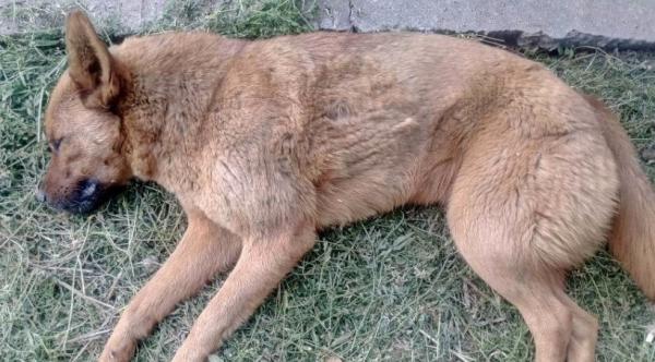 狗狗死亡埋在地下多久能烂-图1