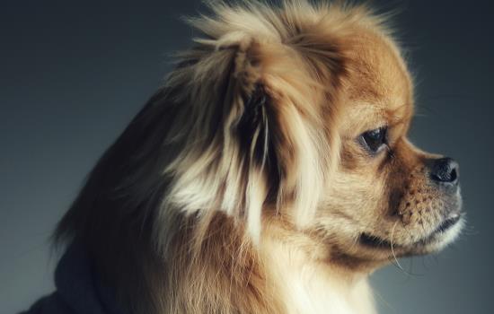 怎么判断狗得了狂犬病-图1