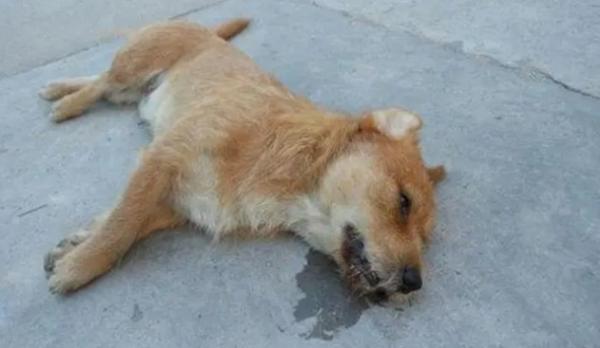 狗药闻到6秒就死了是什么药-图1