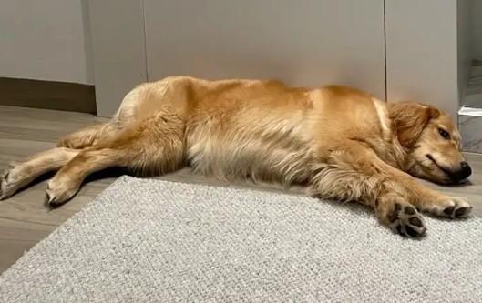 狗狗为什么会喜欢趴着不动
