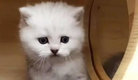 淘宝的宠物猫是真的那么便宜吗能买吗-图1