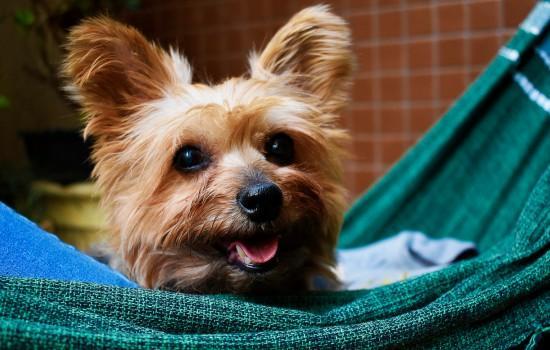 如何判断狗有没有狂犬病-图1