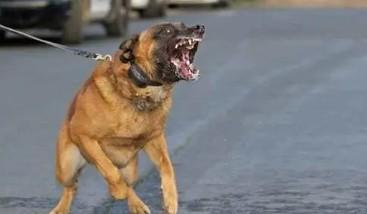恶犬咬人被打死-图1