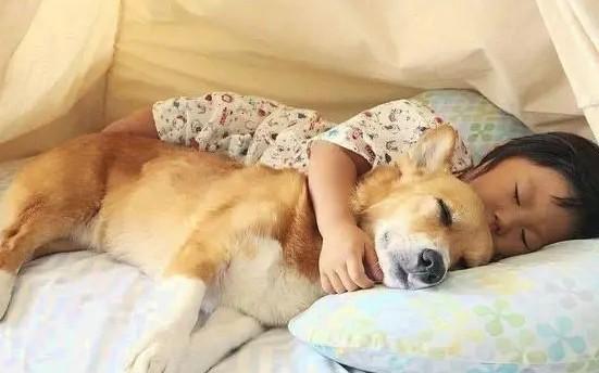 为什么狗狗想妈咪呢