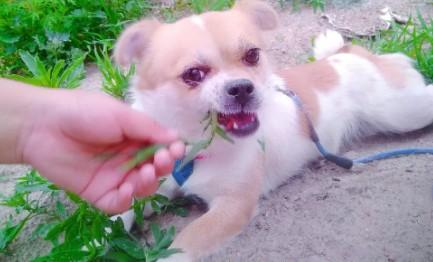 狗能吃麦瓶草吗-图1