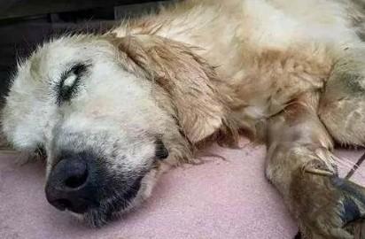 狗假死和真死看眼睛-1