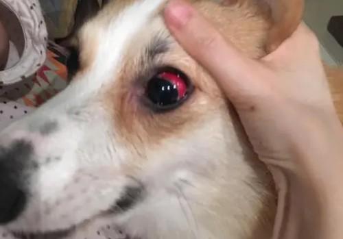 犬瘟初期眼睛的图片-图1
