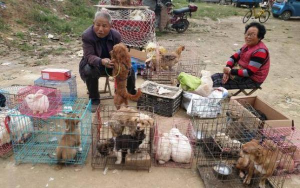 马鞍山狗市在什么地方-图1