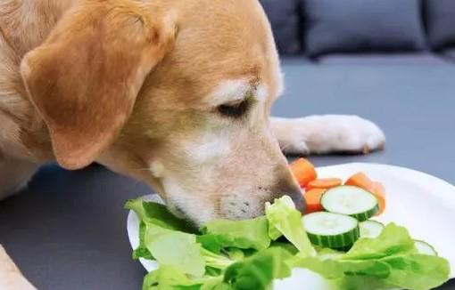 狗狗为什么食欲特别好啊怎么回事-图1