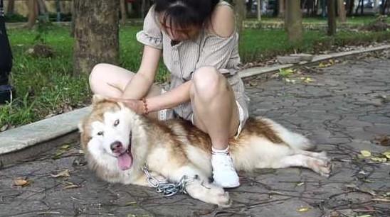 狗狗被骑还很开心怎么回事-图1