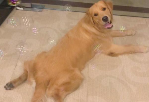 狗狗为什么喜欢叉开趴着