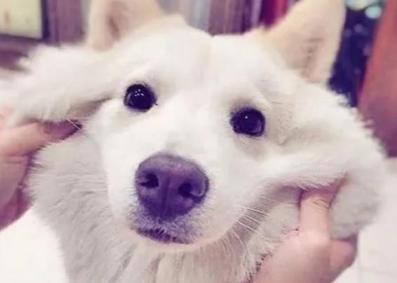 狗狗为什么挠脸-图1