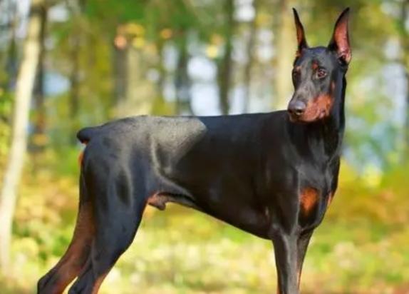 世界名犬多少钱一只啊-图1