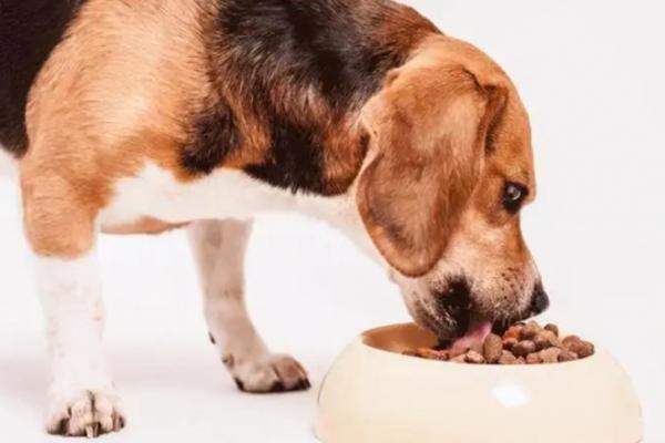 狗狗如何才肯吃狗粮和狗粮的食物-图1
