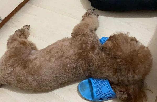 为什么狗狗抱着拖鞋睡觉-图1