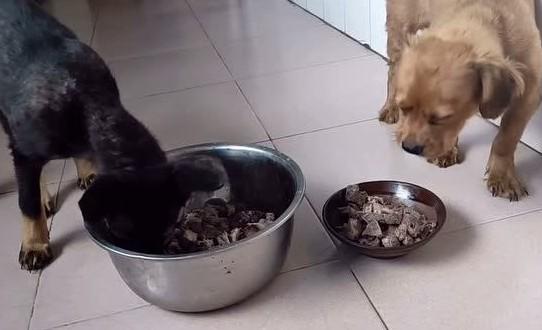 狗狗为什么不吃煮熟的猪肺-图1