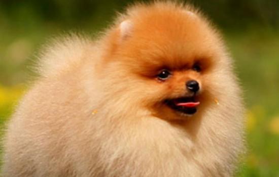 博美犬几岁进入老年-图1