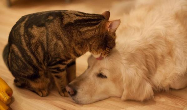 为什么狗狗没有猫爱干净-图1