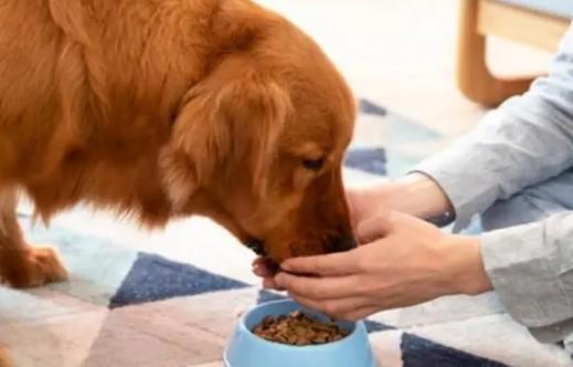 为什么狗狗能吃小猫粮罐头