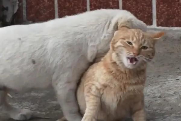 狗狗为什么不咬小胖猫了呢-图1