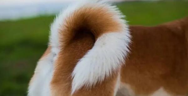 为什么狗狗把尾巴当玩具呢