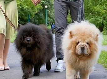 狗狗为什么会越来越像人