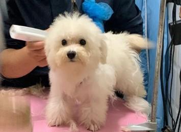 为什么狗狗需要减胎毛-图1
