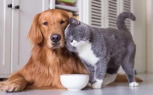 为什么小朋友喜欢猫猫狗狗呢-图1