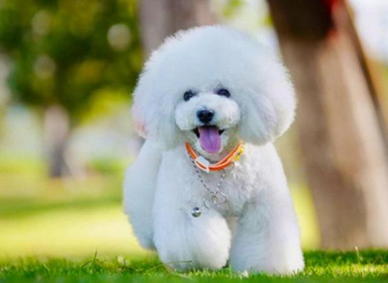 新手适合养什么狗小型犬好-图1