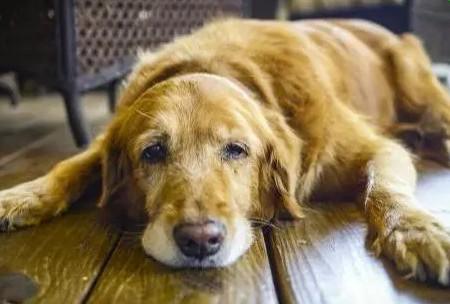 狗狗死前为什么会离家近