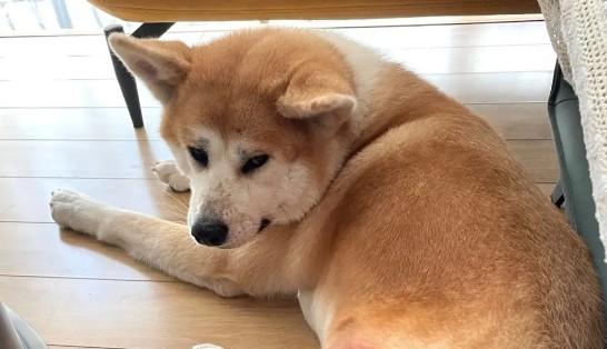 狗狗痛经会自己好吗-图1